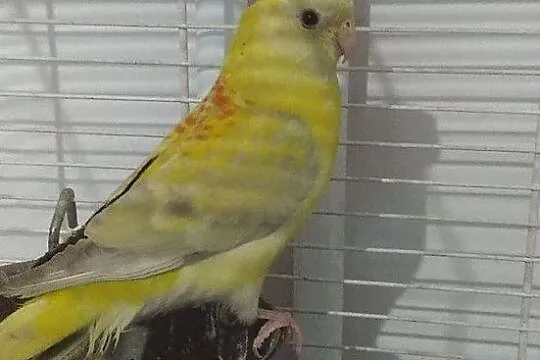 Papuga Świergotka - samica, Jarocin