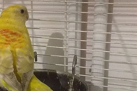 Papuga Świergotka - samica, Jarocin