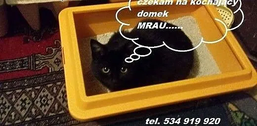 Mała CZARNULKA czeka na dom, świętokrzyskie Kielc