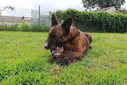 LONDI nadal czeka na swojego człowieka!, , Wrocław