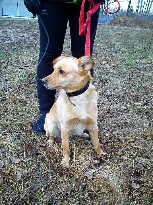 PRECEL - mlody pies do adopcji