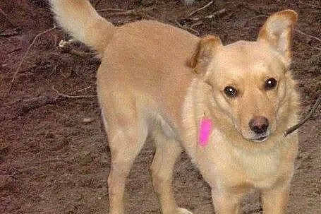 PRECEL - mlody pies do adopcji