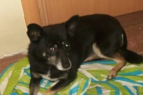 Kaja-zwana pieszczotliwie Baby-urocza psia seniork