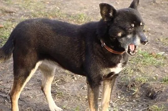 Kaja-zwana pieszczotliwie Baby-urocza psia seniork