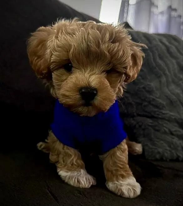 Maltipoo ciemny chłopiec, Małopolskie, Wadowice