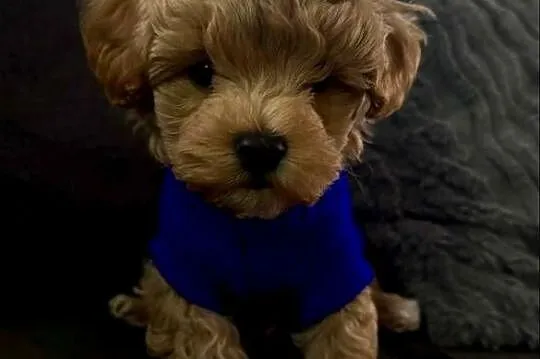 Maltipoo ciemny chłopiec, Małopolskie, Wadowice
