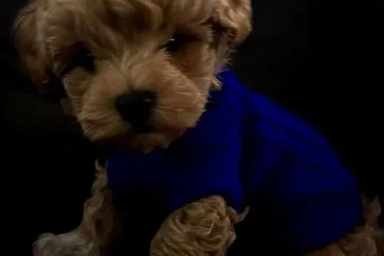 Maltipoo ciemny chłopiec, Małopolskie, Wadowice