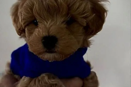 Maltipoo ciemny chłopiec, Małopolskie, Wadowice