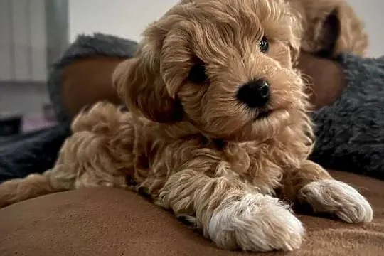 Maltipoo ciemny chłopiec, Małopolskie, Wadowice