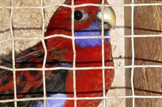 ROZELA KRÓLEWSKA SAMICA 16R