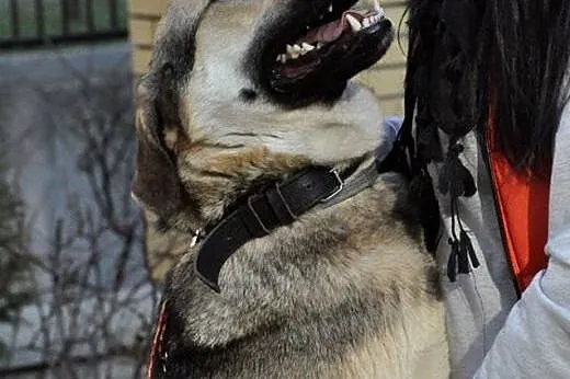Kochany ok.2letni MAX szuka Swojego Domu! również 