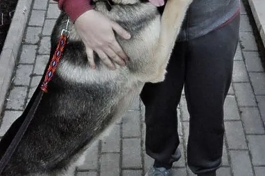 Kochany ok.2letni MAX szuka Swojego Domu! również 