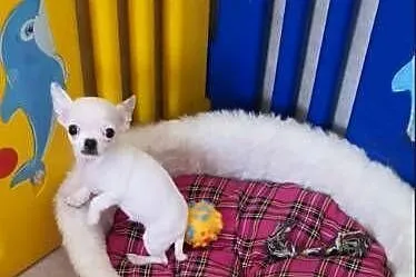 Chihuahua,Cziłała śliczny biały piesek