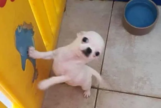 Chihuahua,Cziłała śliczny biały piesek, Śląskie, Częstochowa