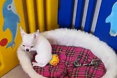 Chihuahua,Cziłała śliczny biały piesek, Śląskie, Częstochowa