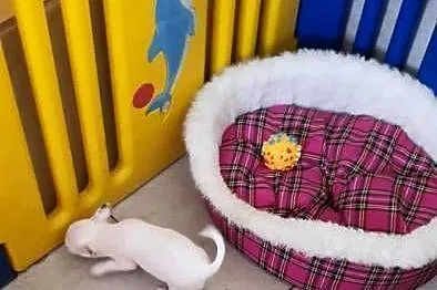 Chihuahua,Cziłała śliczny biały piesek, Śląskie, Częstochowa