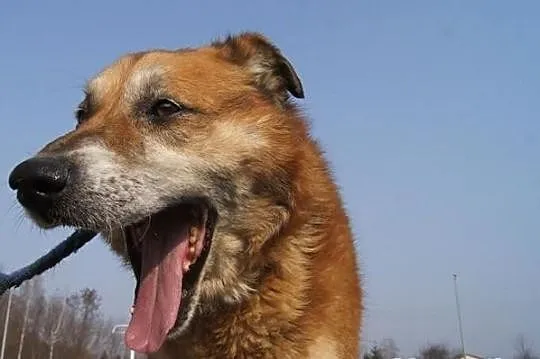 Cudowny, łagodny Otto za miłość odwdzięczy się powielokroć