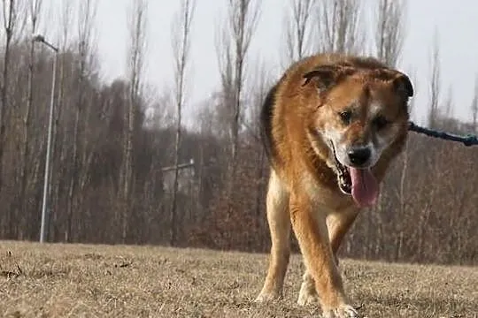 Cudowny, łagodny Otto za miłość odwdzięczy się pow