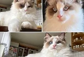 Grzeczny, spokojny i bardzo przyjacielski kot Ragdoll