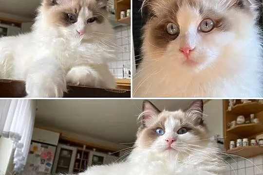 Grzeczny, spokojny i bardzo przyjacielski kot Ragdoll