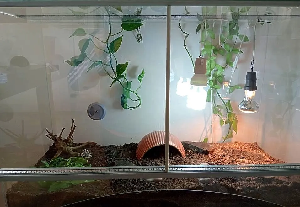 Żółw grecki lądowy terrarium komplet, Śląskie, Bielsko-Biała