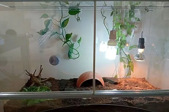 Żółw grecki lądowy terrarium komplet, Śląskie, Bielsko-Biała