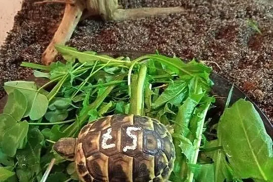 Żółw grecki lądowy terrarium komplet, Śląskie, Bielsko-Biała