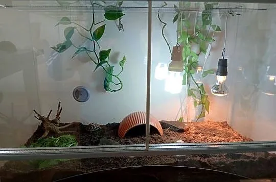 Żółw grecki lądowy terrarium komplet, Śląskie, Bielsko-Biała