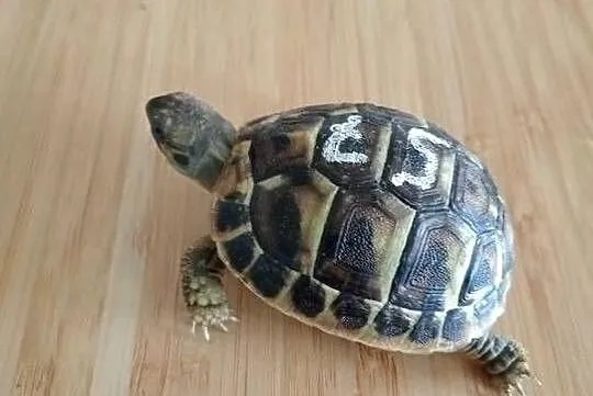 Żółw grecki lądowy terrarium komplet, Śląskie, Bielsko-Biała