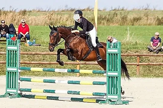 AQHA Sprzedam