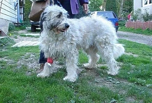 BAGIRA wspaniała jużaczka czeka na najlepszy dom!,
