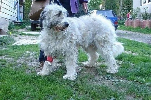 BAGIRA wspaniała jużaczka czeka na najlepszy dom!,