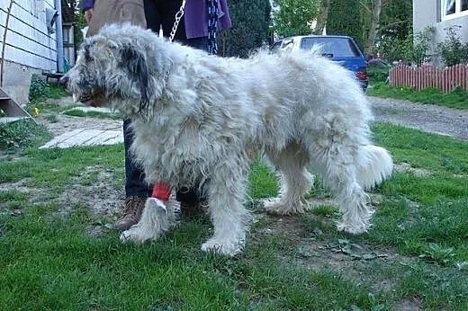 BAGIRA wspaniała jużaczka czeka na najlepszy dom!,