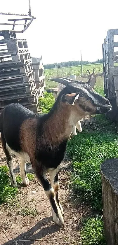 Kozy dwie☺️łobuziary, Kujawsko-pomorskie, Wałdowo