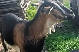 Kozy dwie☺️łobuziary