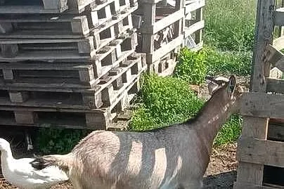 Kozy dwie☺️łobuziary, Kujawsko-pomorskie, Wałdowo