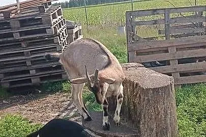 Kozy dwie☺️łobuziary, Kujawsko-pomorskie, Wałdowo