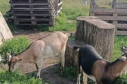 Kozy dwie☺️łobuziary, Kujawsko-pomorskie, Wałdowo
