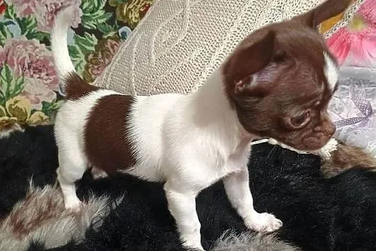 Chihuahua urocza odchowana