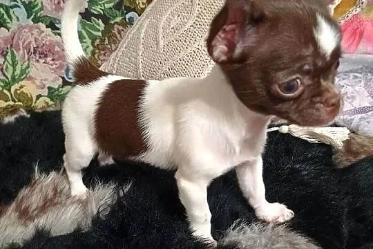 Chihuahua urocza odchowana, Łódzkie, Kleszczów