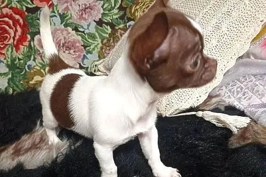 Chihuahua urocza odchowana, Łódzkie, Kleszczów