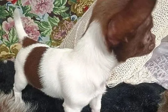 Chihuahua urocza odchowana, Łódzkie, Kleszczów