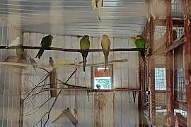 Papugi