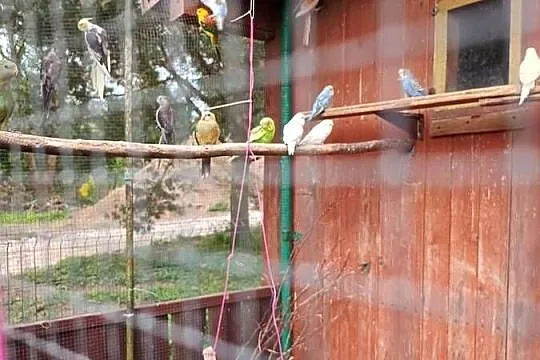 Papugi, Dolnośląskie, Mała Wieś Dolna
