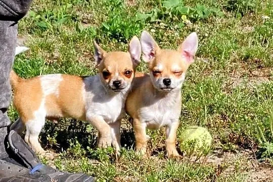 Chihuahua