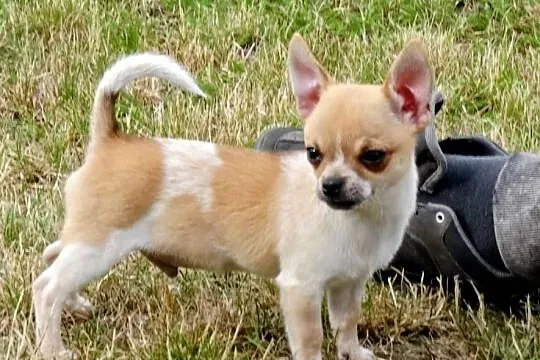 Chihuahua, Wielkopolskie, Września
