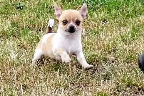 Chihuahua, Wielkopolskie, Września