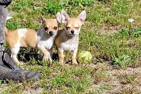 Chihuahua, Wielkopolskie, Września