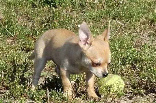Chihuahua, Wielkopolskie, Września