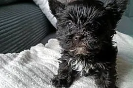 York terrier Black piesek